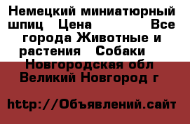 Немецкий миниатюрный шпиц › Цена ­ 60 000 - Все города Животные и растения » Собаки   . Новгородская обл.,Великий Новгород г.